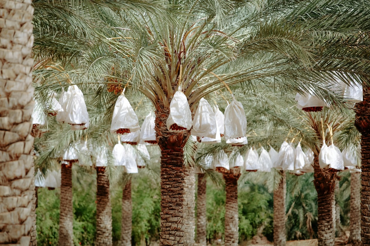 About Us Medina Dates Factory about-us-medina-dates-factory